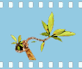 film.gif